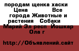 породам щенка хаски › Цена ­ 10 000 - Все города Животные и растения » Собаки   . Марий Эл респ.,Йошкар-Ола г.